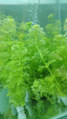 سيسفلورا / كابومبا