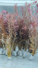 روتيلا ريد بلود