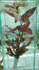 لوديجيا روبن