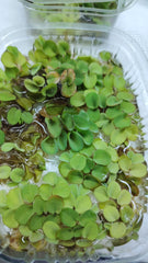 سلفانا اركتا