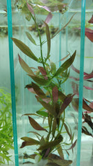 لوديجيا ريبنز