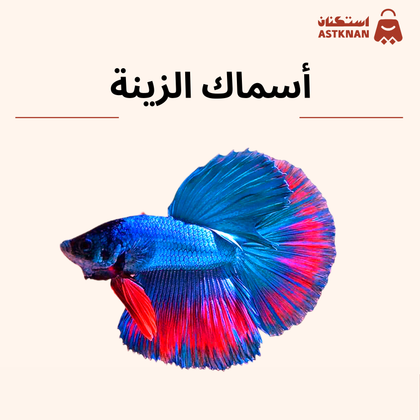 أسماك الزينة