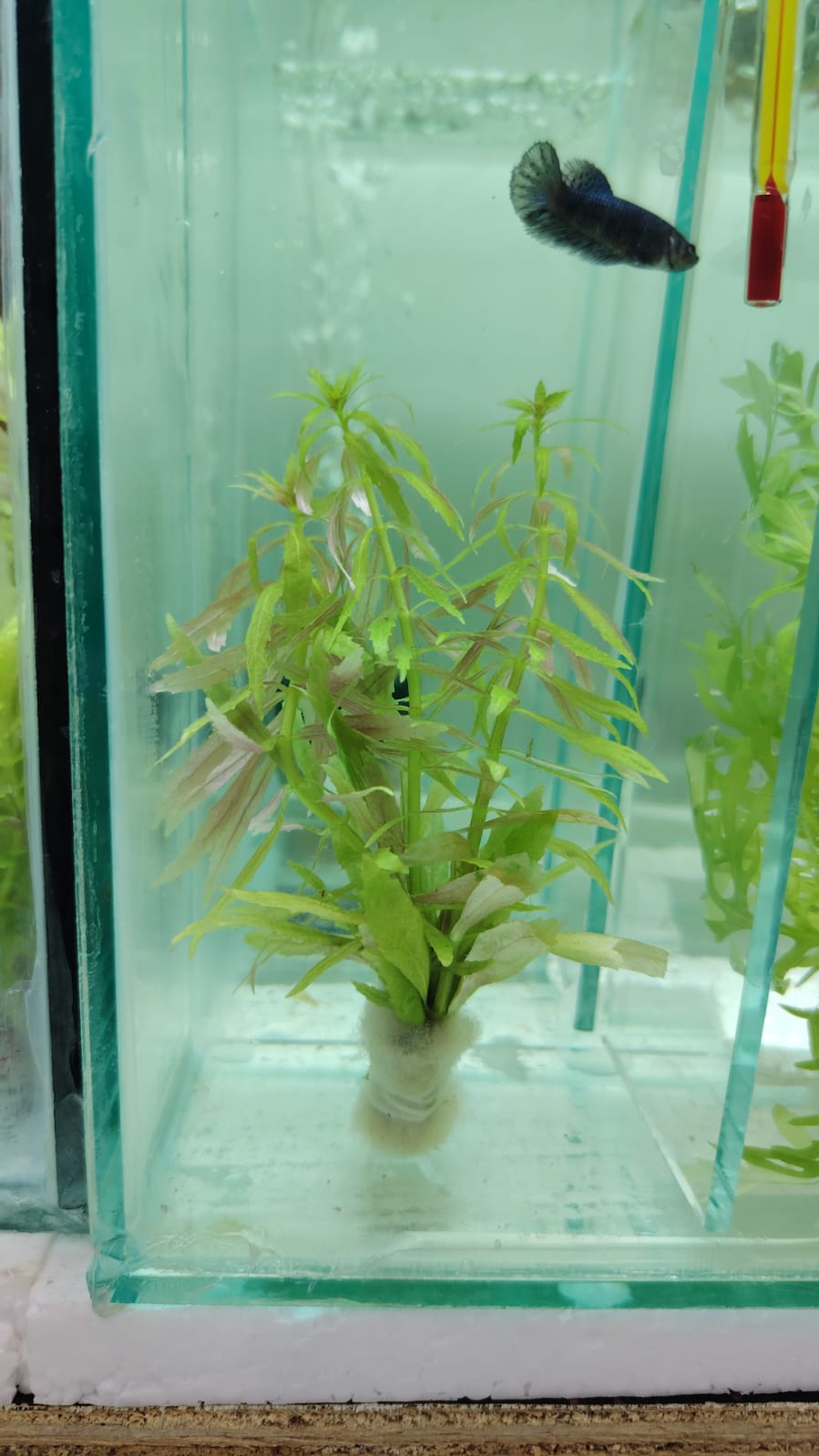 نبات ليمونوفيلا – شتلة 3 أغصان فأكثر