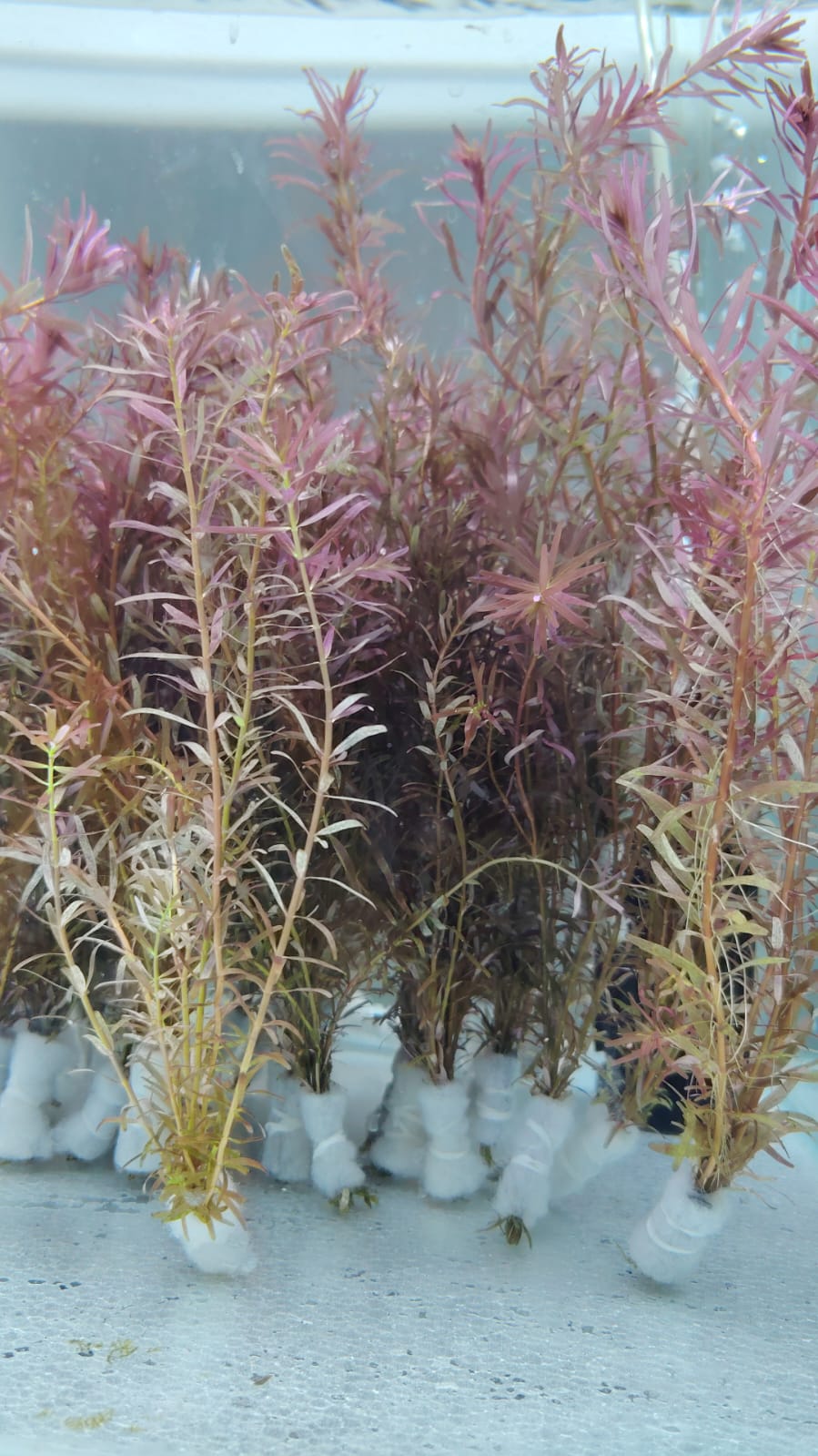 روتيلا ريد بلود