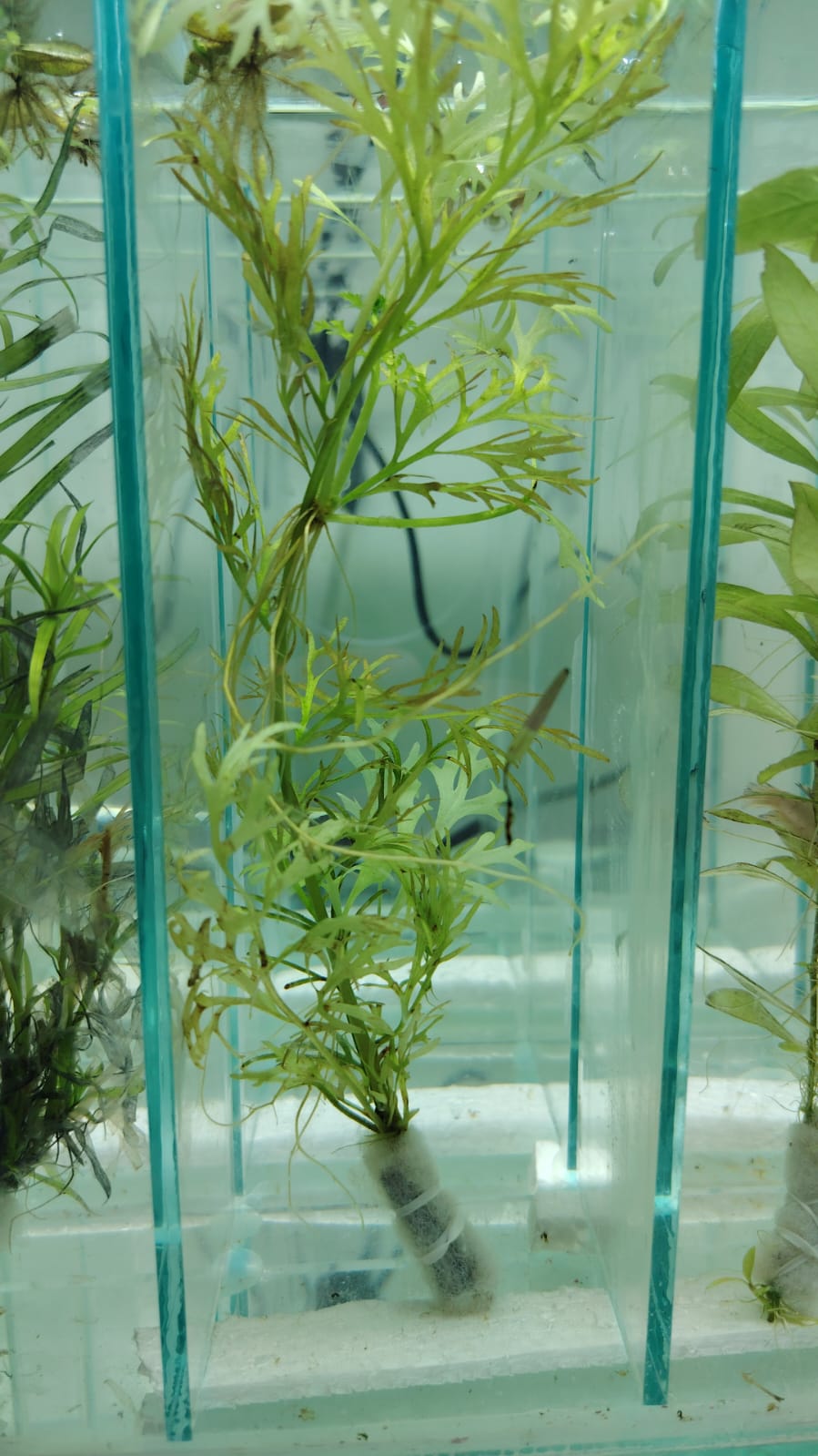 انديان فيرن