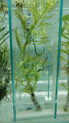 انديان فيرن