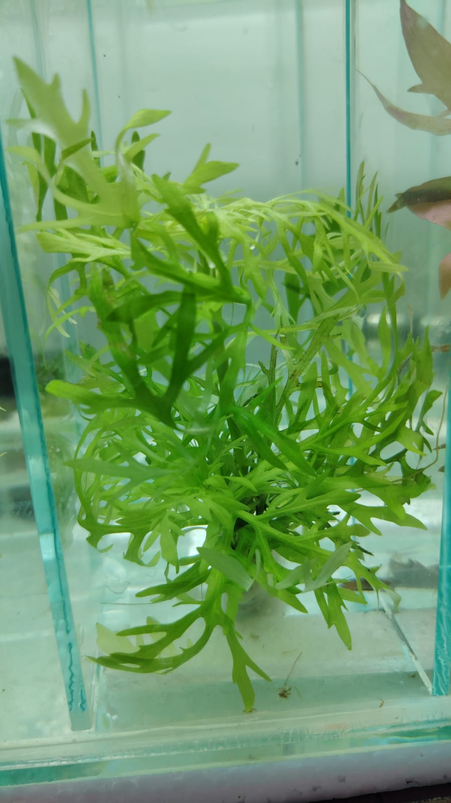 نبات هيروغفيلا – ديفرمنس