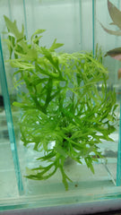 نبات هيروغفيلا – ديفرمنس