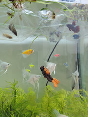 زينة غواص داخل الماء مع فقاعة وخيط شفاف قابل للتحكم في الارتفاع