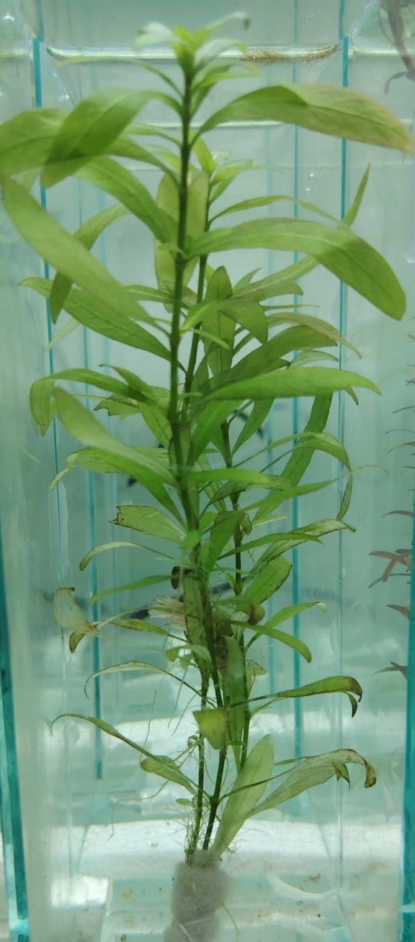 هيروغفيلا بولسبيرما