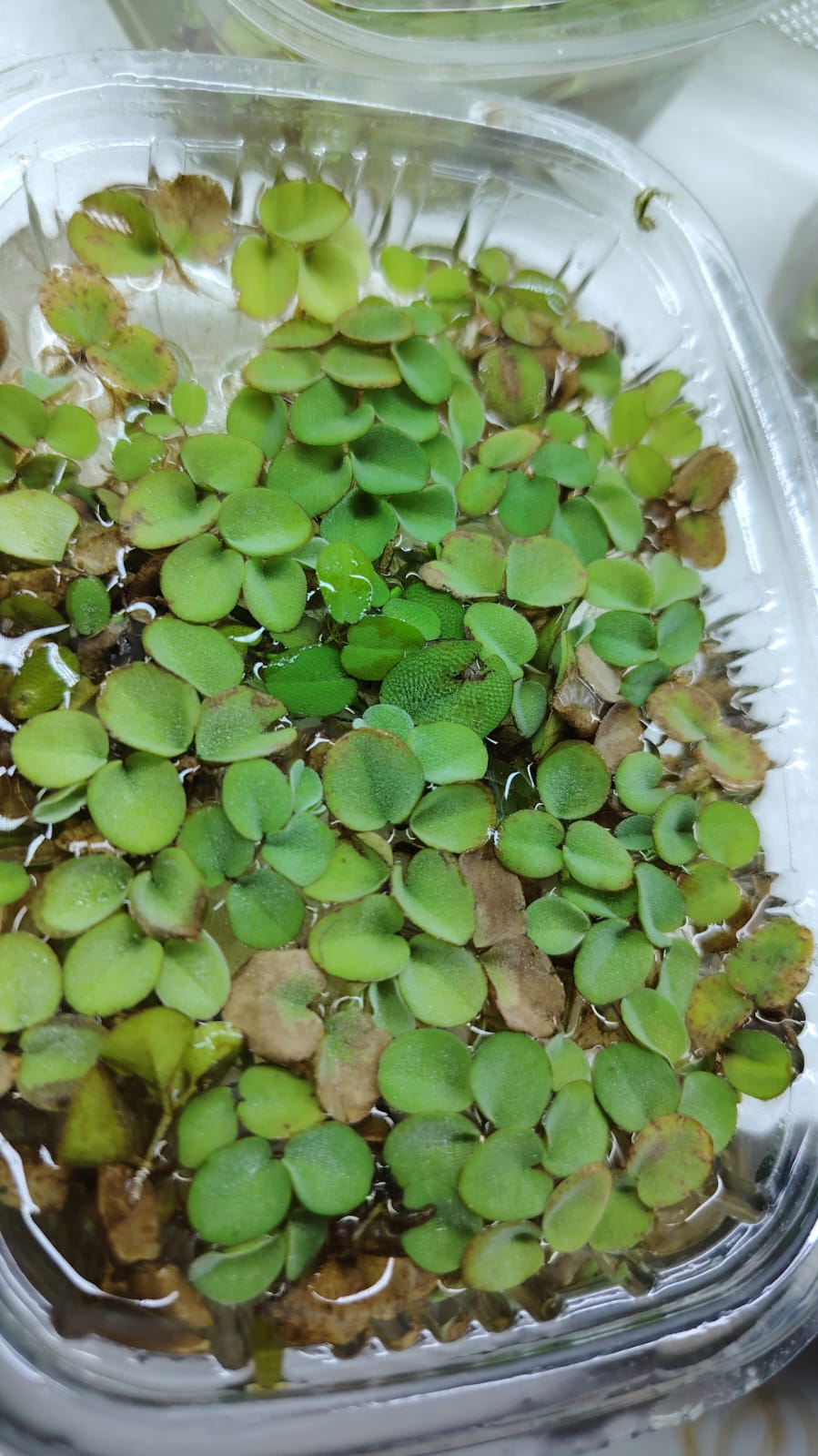 نباتات طائفة – علبة كبيرة (كلكتا سلفانا)