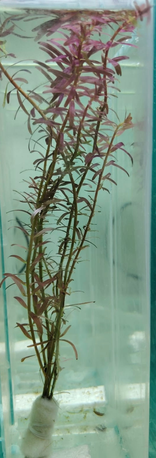 روتيلا روتيند فوليا